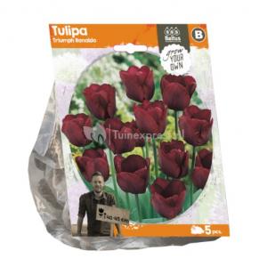 Baltus Tulipa Triumph Ronaldo tulpen bloembollen per 5 stuks